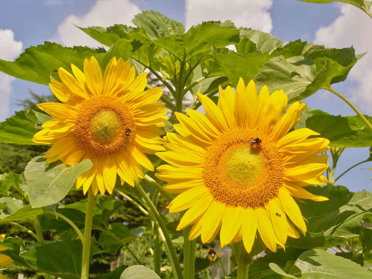 Sonnenblumen