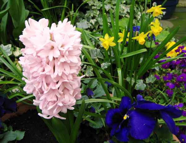 Frühlingsboten.....