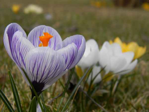 Krokuss-lila