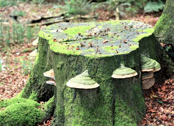 Buchenstumpf mit Baumpilzen