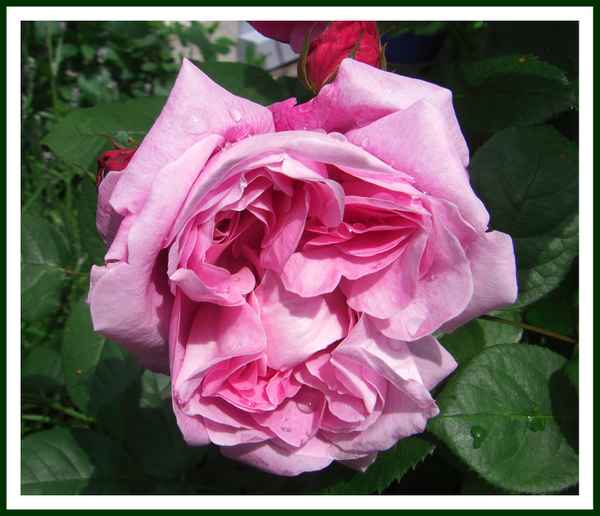 Rose "Mary" eine David Austin Rose