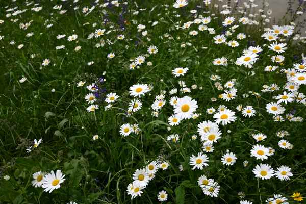 Blühstreifen bei der Kirche