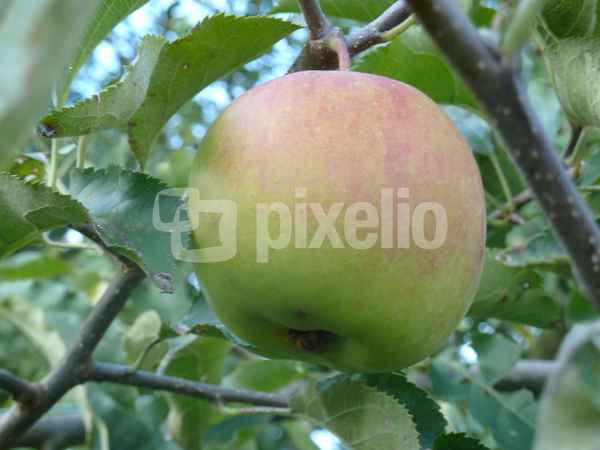 Grüner Apfel