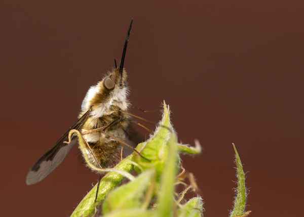 Großer Wollschweber (1)