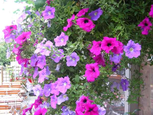 Clematis in Erlangen