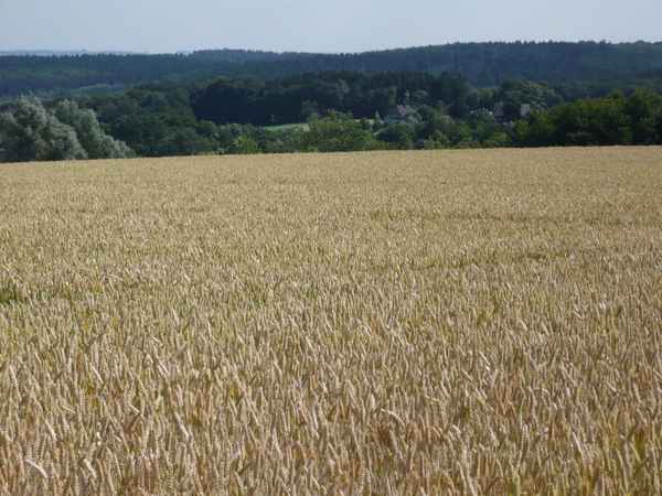 Kornfeld im Sauerland