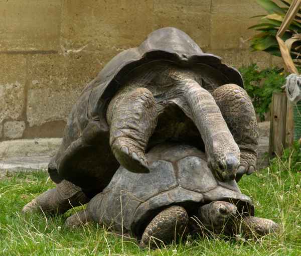 Schildkröte/ Testudines