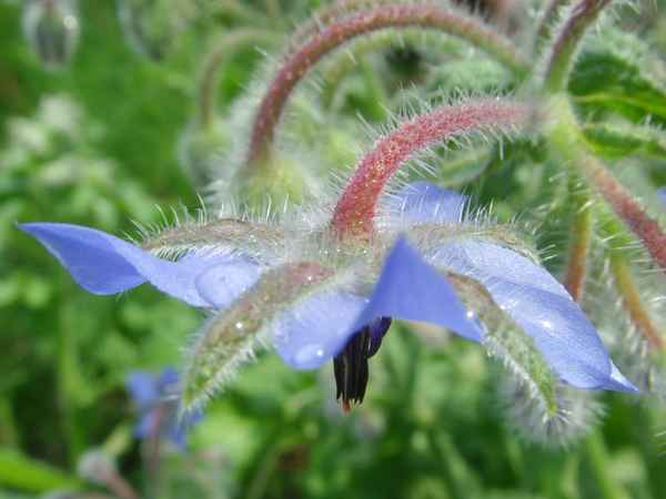 Borretsch [Borago officinalis] nach einem Regenguss I