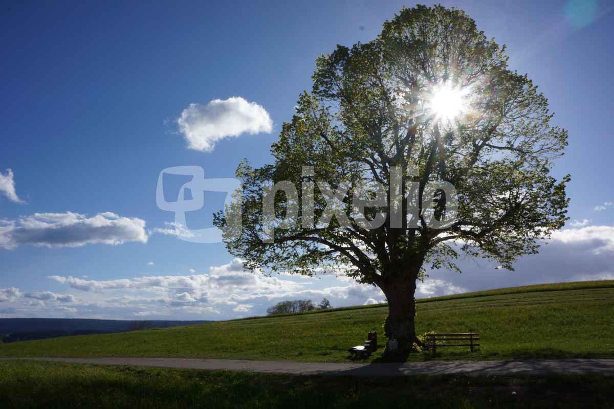Frühlingslinde im Gegenlicht