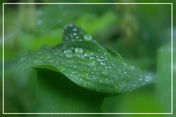 Wasserperlen auf dem Blatt