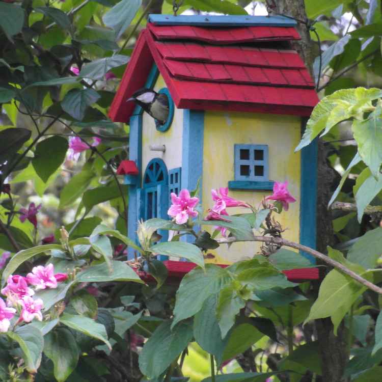 Blaumeisen-Einzug ins neue Heim