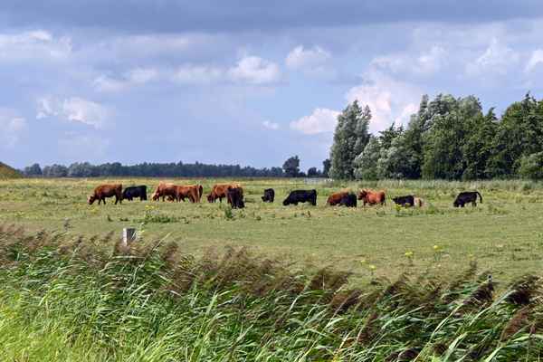 Gallowaysrinder bei Lauwersmeer