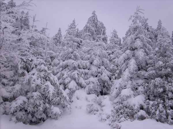 black forrest goes white ...