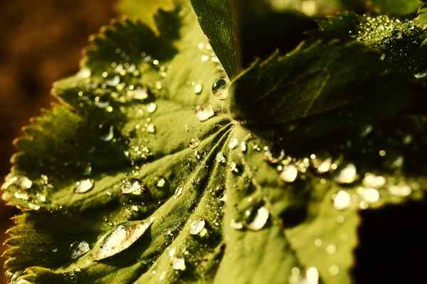 Tropfen auf Blatt