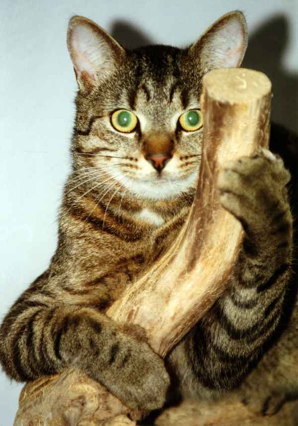 Kater "DJ" Scan 01