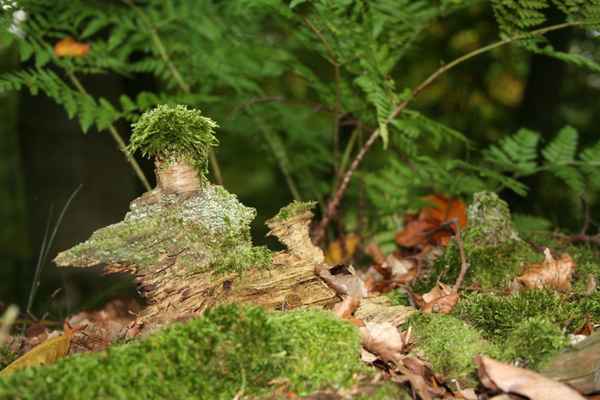 Wald