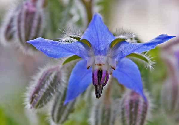 Borretschblüte