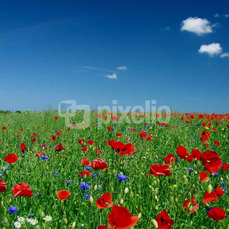 Sommerwiese