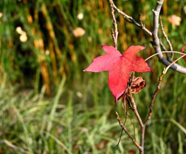 Rot ist das Blatt