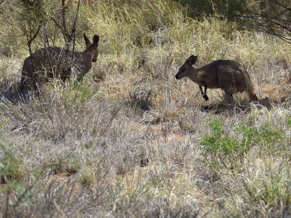 Känguru in der Wildnis 2