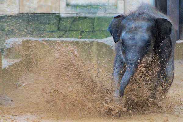 Elefant im Matsch
