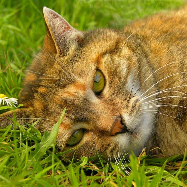 Ein Gänseblümchen ...