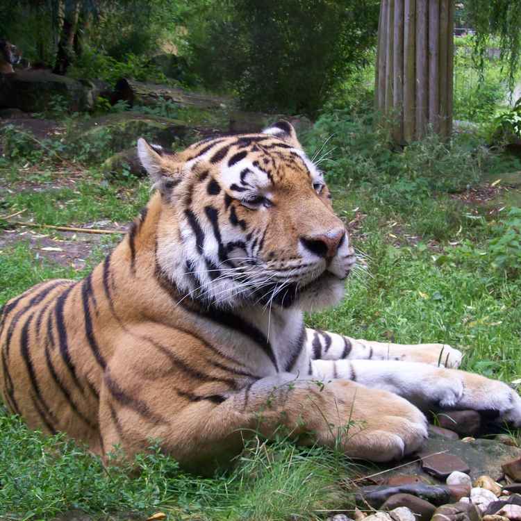 Tiger! 2