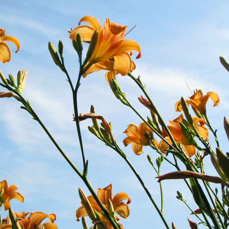 Lilien