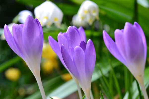 Frühling