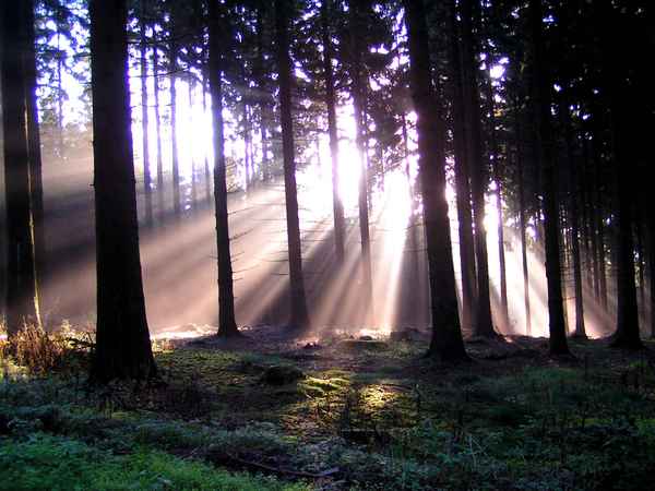 Wald und Licht 2