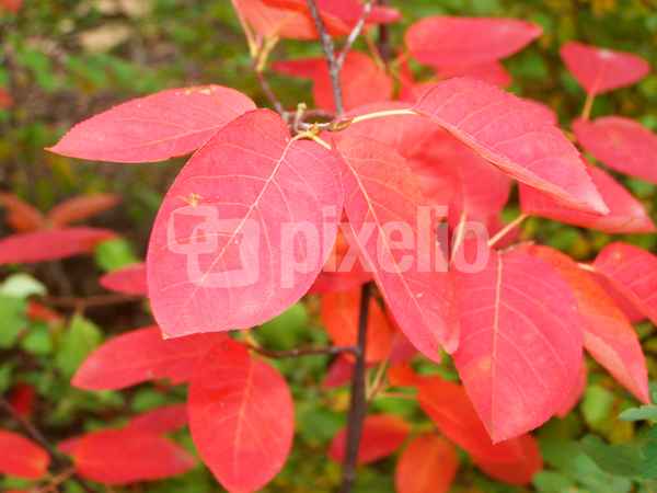 Roter Oktober 4