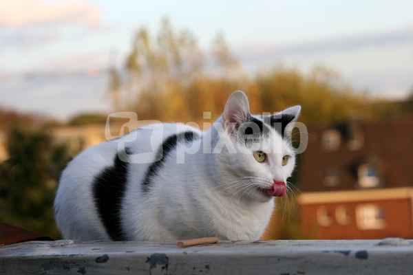 Katze auf dem Dach 4
