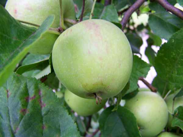 Apfel 2008