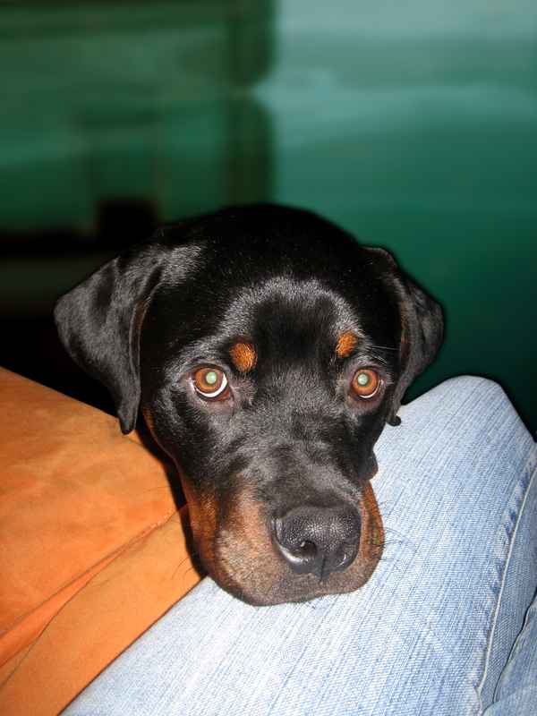 Rottweiler Sly
