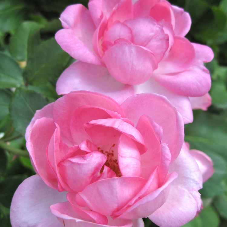 rosa Rose