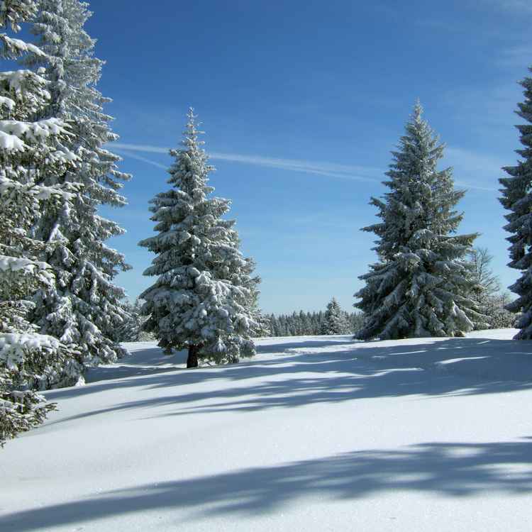 Verschneite Tannen unter blauem Himmel_2