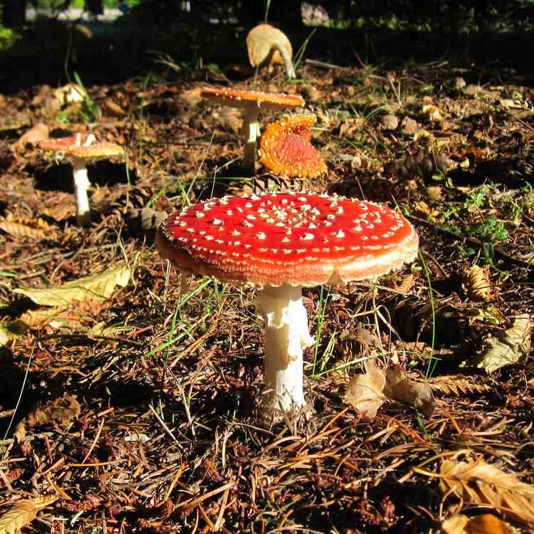 Herbst-Idylle 2