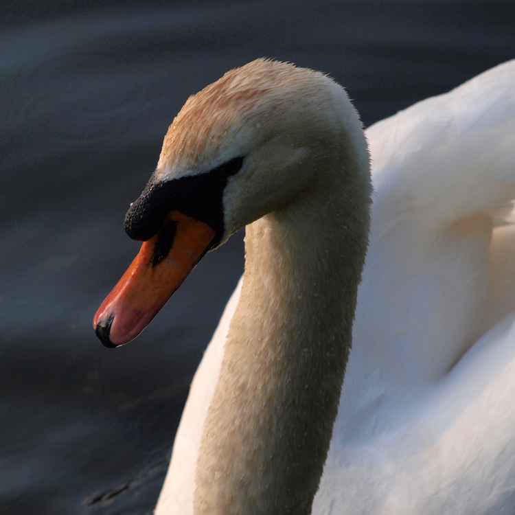 Schwan