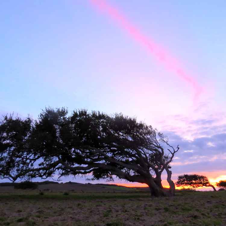 Korkeichen in sardinien
