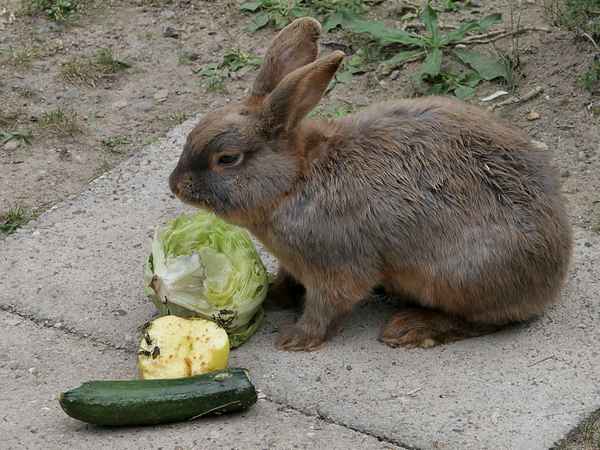 Vegetarier