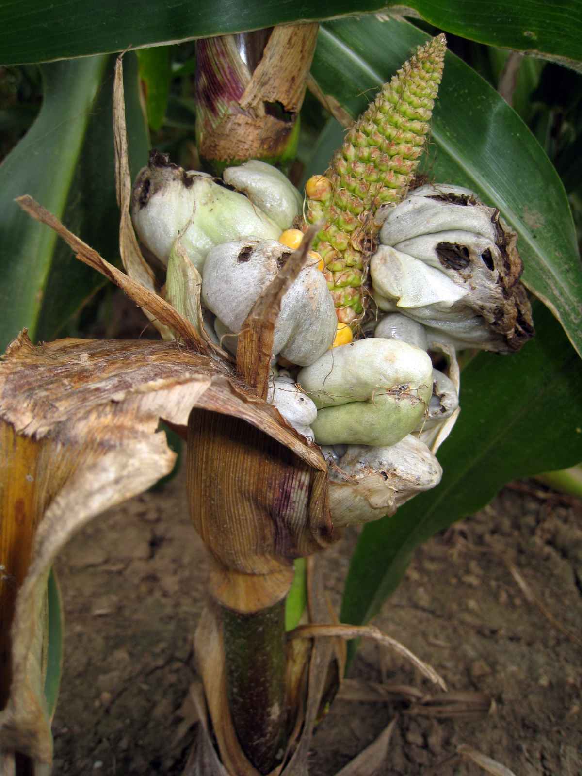 maisbeulenbrand20080903