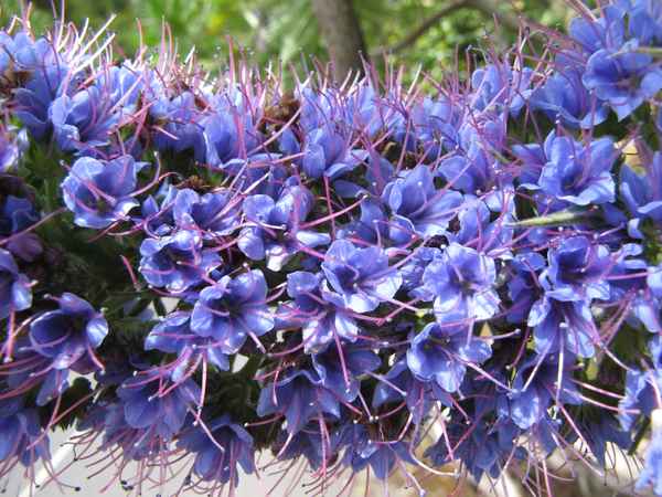 Prächtiger Natternkopf  (Detail)