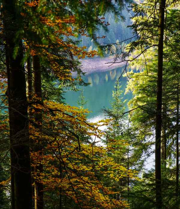 Schwarzwald mit Stausee Kleine Kinzig