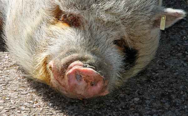 Der Schönheits,Schlaf 03