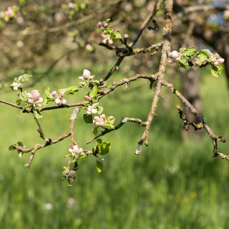 Apfelbaum mit Blüten