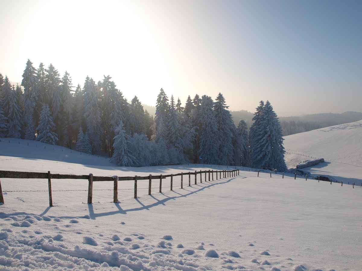 Verschneite Alm mit Bäumen