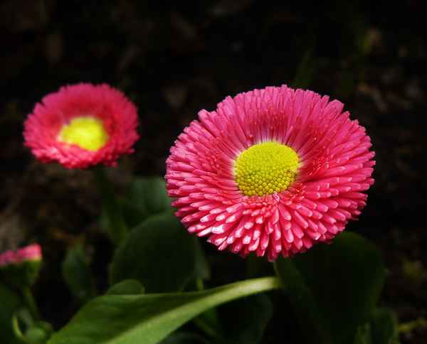"Blumen im Garten"