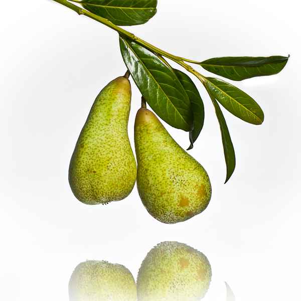 Birnen