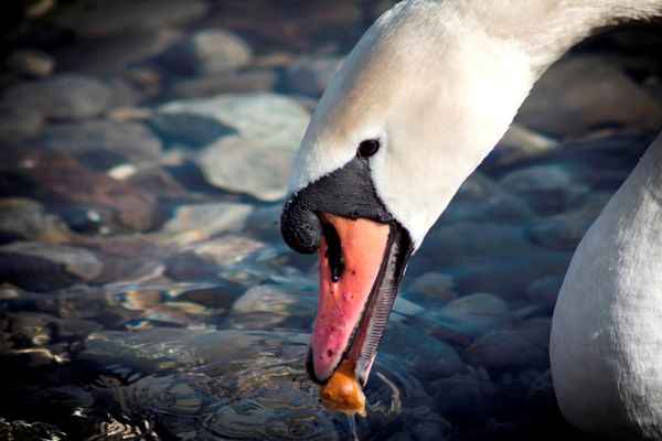 Der Schwan