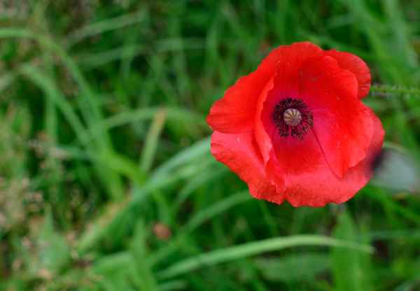  Mohnblüte